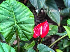 -中国科学院西双版纳热带植物园