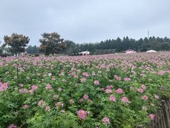 -荷兰花海