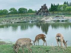 -上海野生动物园