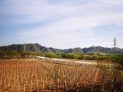 -北京张裕爱斐堡酒庄