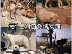 -上海自然博物馆