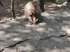 -黔灵山公园