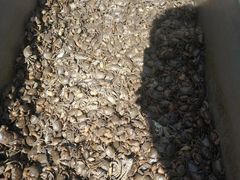 -芦潮港集贸市场