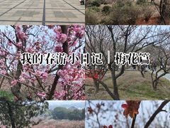 -香雪海