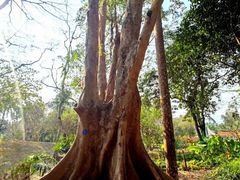 -中国科学院西双版纳热带植物园