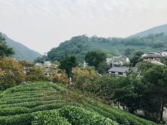 -龙井村