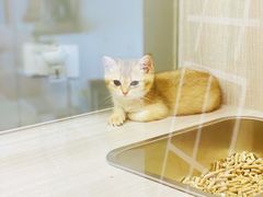 -飞行喵MR PILOT|猫舍·猫咖(静安大融城店)