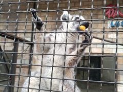 狐猴-石家庄市动物园