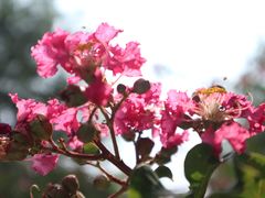 -武汉紫薇都市田园