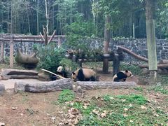 -都江堰中华大熊猫苑