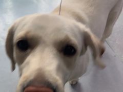 -心仪动物医院·牙专科·肿瘤·心脏科(西客站院)