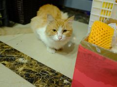 -四川简阳羊肉汤火锅(望花路西里店)