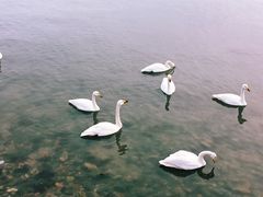 -烟墩角天鹅湖
