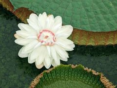-中国科学院华南植物园