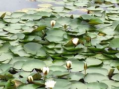 -贵阳市花溪国家城市湿地公园