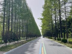 -黄海国家森林公园