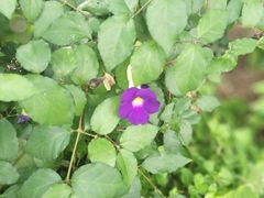 -广西壮族自治区药用植物园
