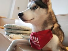 小甜甜-Husky Go! 哈士奇体验馆·宠物咖啡厅狗咖