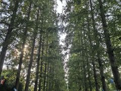 -黄海国家森林公园