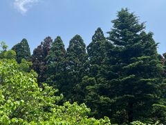 -庐山风景区花径公园