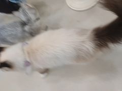 -共舞时光猫咖·狗咖(新街口店)