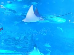 -烟台海昌鲸鲨海洋公园