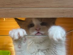 -猫十亿·布偶金渐层·曼基康矮脚猫舍(青年路店)