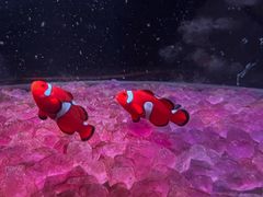 -欢乐海岸海洋奇梦馆