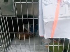 -申普宠物医院·心脏介入·心血管微创(总院)