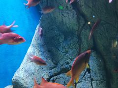 -成都浩海立方海洋公园