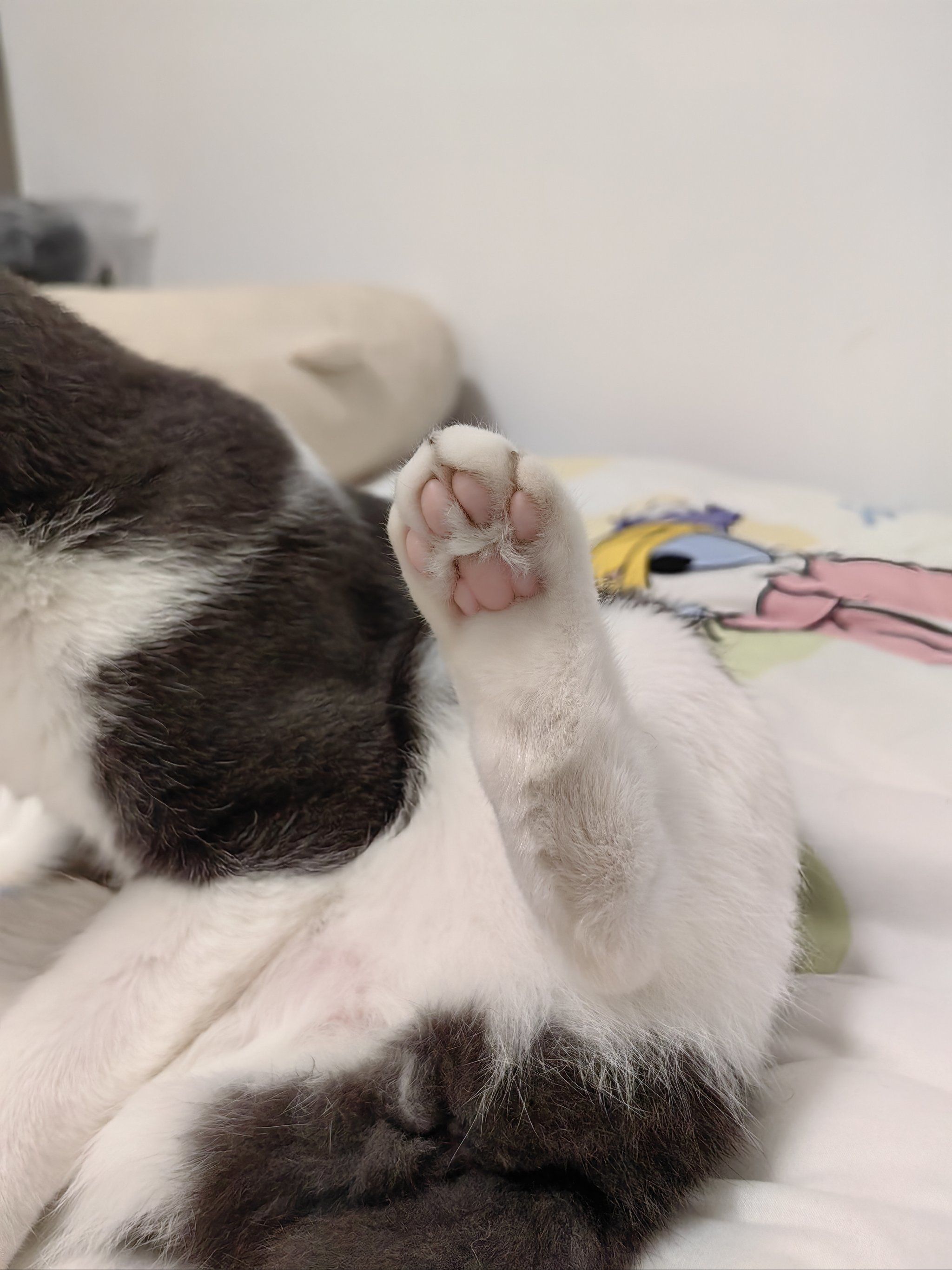 小猫咪挠痒伸出粉嫩小爪🐱谁不想握住它?