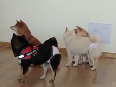 -柴犬小屋·柴餐厅·狗咖食堂(金鼎广场店)