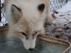 -宫城藏王狐狸村