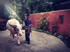 -四季酒店下午茶