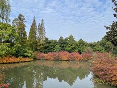 -上海滨江森林公园