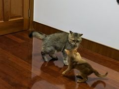 -momokira米努特·德文卷毛猫·棉花面纱犬