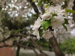 -海棠花溪(元大都城垣遗址公园)