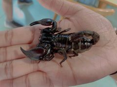 -藦茜花园宠物主题亲子互动体验馆(国顺东路店)