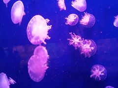 -西安曲江海洋极地公园
