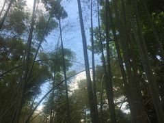 -西湖风景区十里琅珰-五云山
