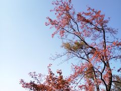 -广州市石门国家森林公园