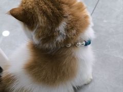 -瑞派长江宠物医院·猫科·外科·24小时夜护(谊城公寓分院)