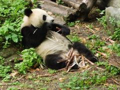 -都江堰中华大熊猫苑