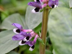 -七步香云南山里菜(昆明老街店)