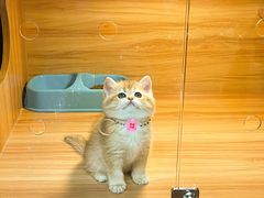 -猫十亿·布偶金渐层·曼基康矮脚猫舍(青年路店)