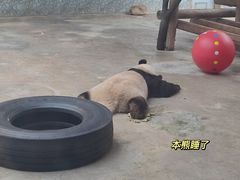 -西安秦岭野生动物园