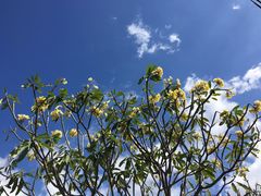 -乌布德传统市场