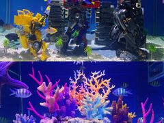 -上海海昌海洋公园