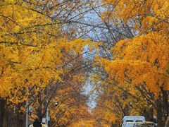 -三里屯东五街银杏大道