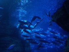 -多彩贵州城极地海洋世界